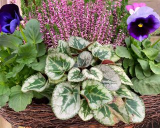 winter container with pansies and heather