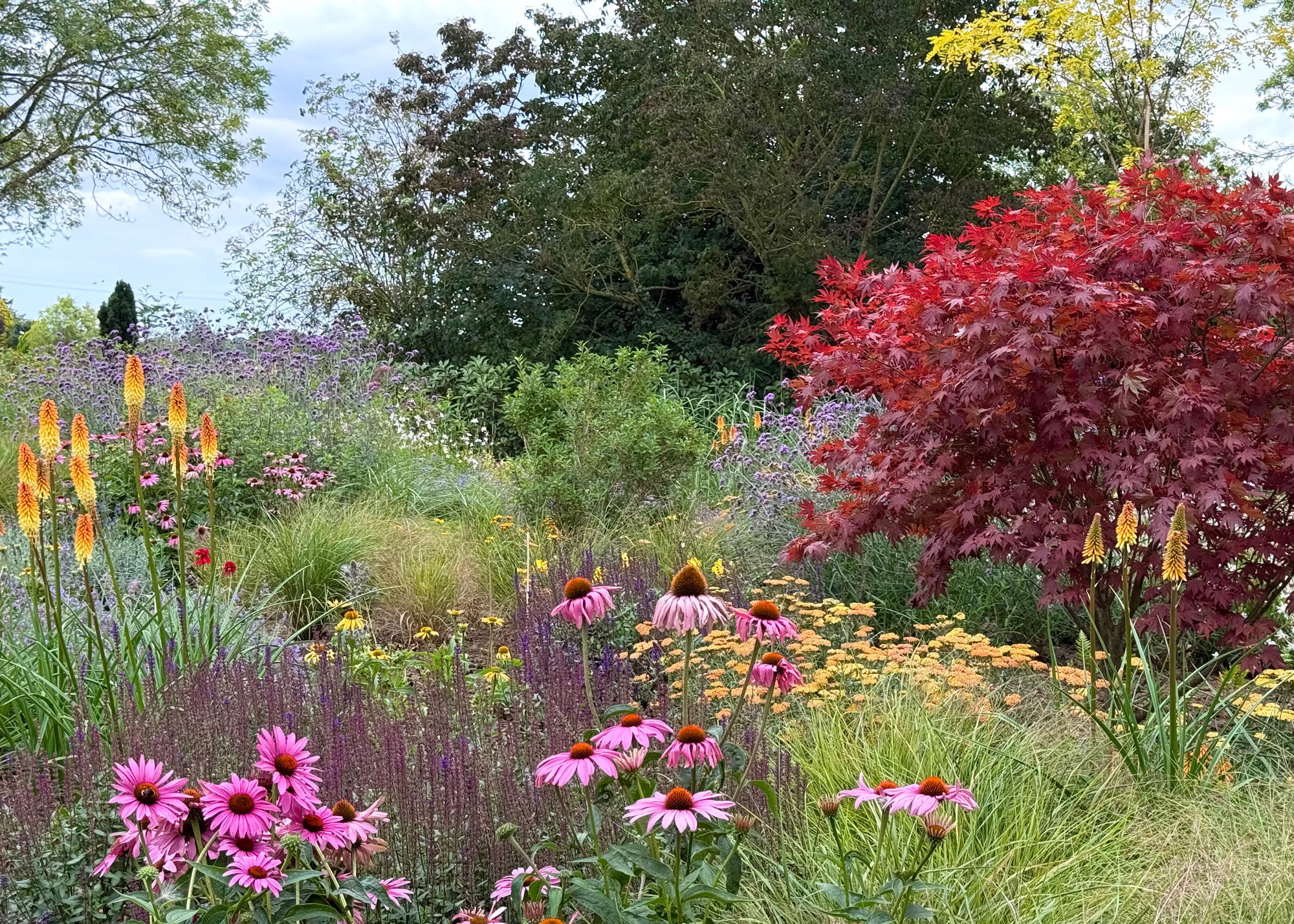 autumn garden with echinacea, red hot pokers, Acer tree and ornamental grasses
