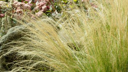 An ornamental grass bush in a garden