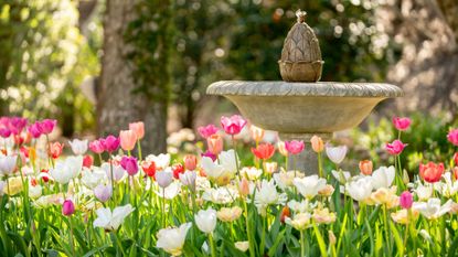 A beautiful and colorful tulip garden in the spring 