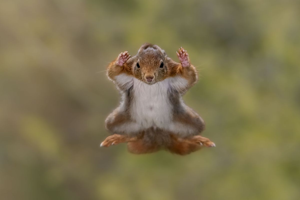 This flying squirrel looks like it&rsquo;s throwing in the towel mid-air&mdash;arms wide, total surrender!