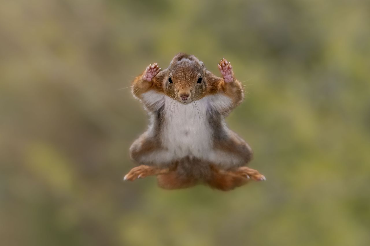 This flying squirrel looks like it&rsquo;s throwing in the towel mid-air&mdash;arms wide, total surrender!