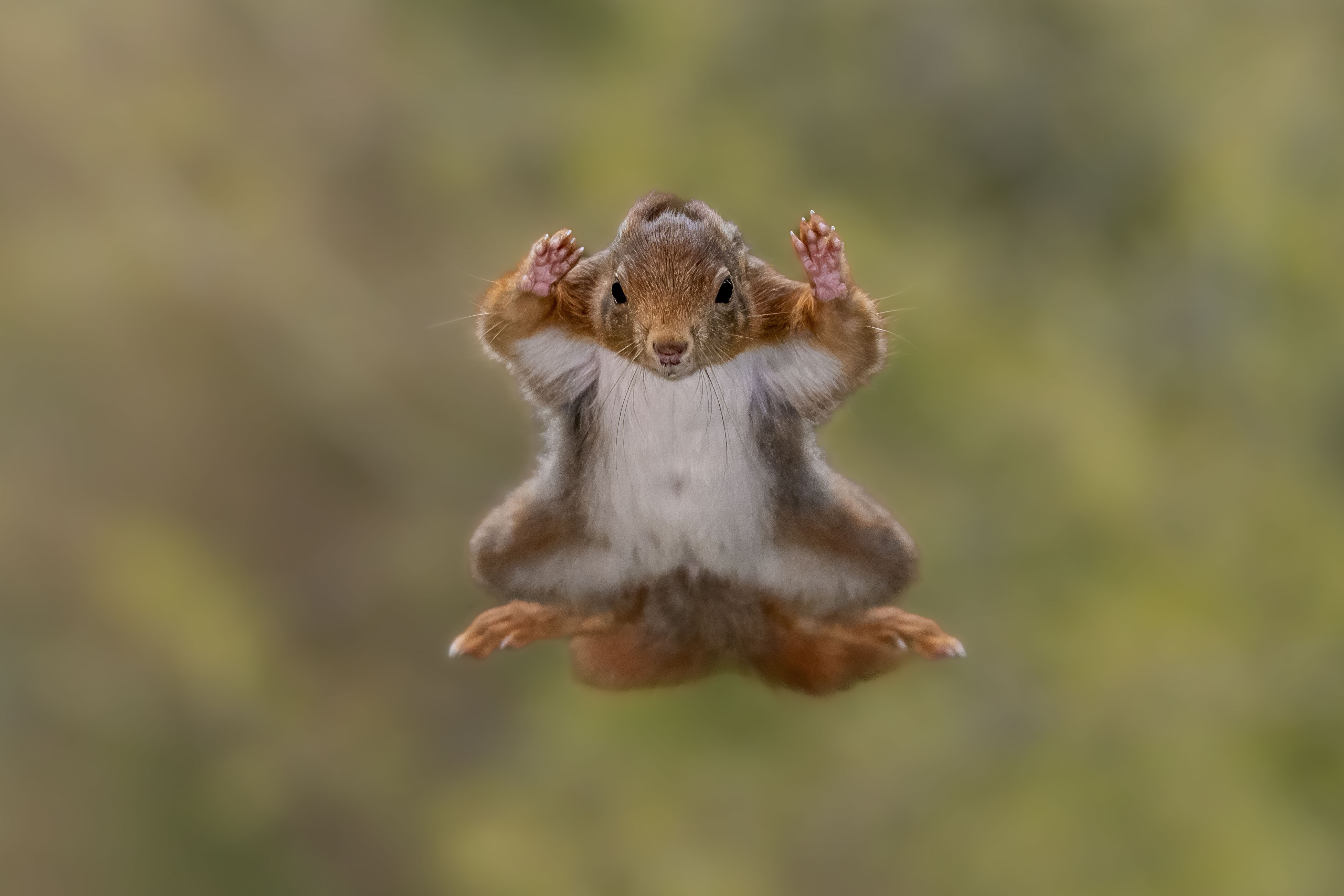 This flying squirrel looks like it’s throwing in the towel mid-air—arms wide, total surrender!