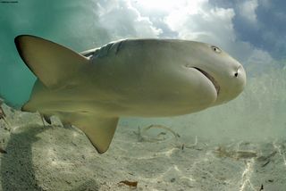 A lemon shark, up close