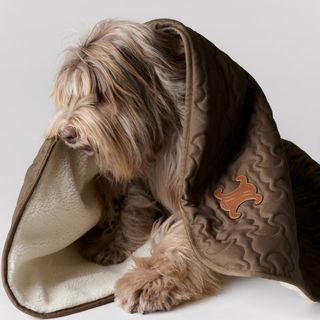 Dog in blanket from Celine Hedi Slimane Dog Collection