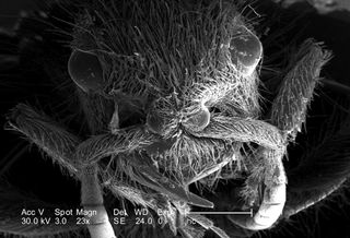 Velvet ant magnified 23 times.