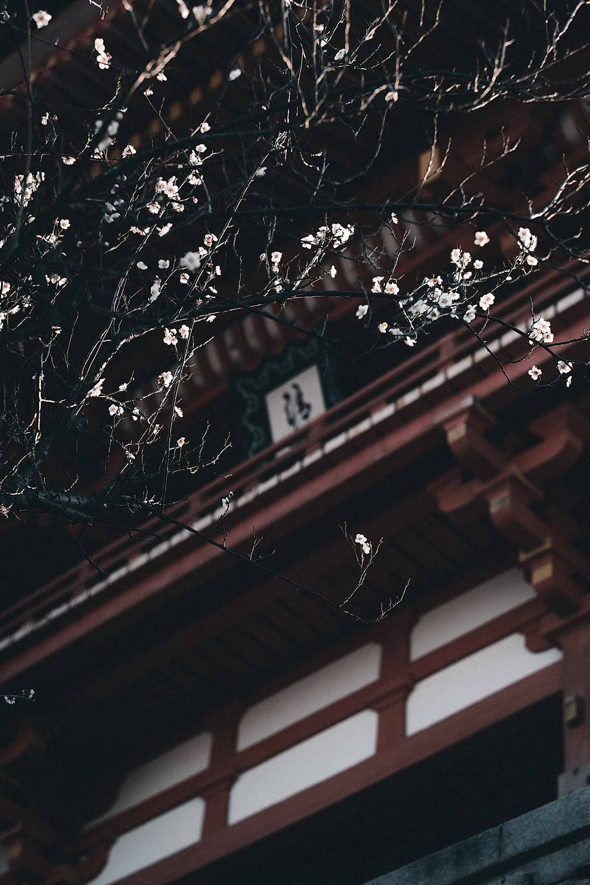 Taro Moberly - In Kyoto