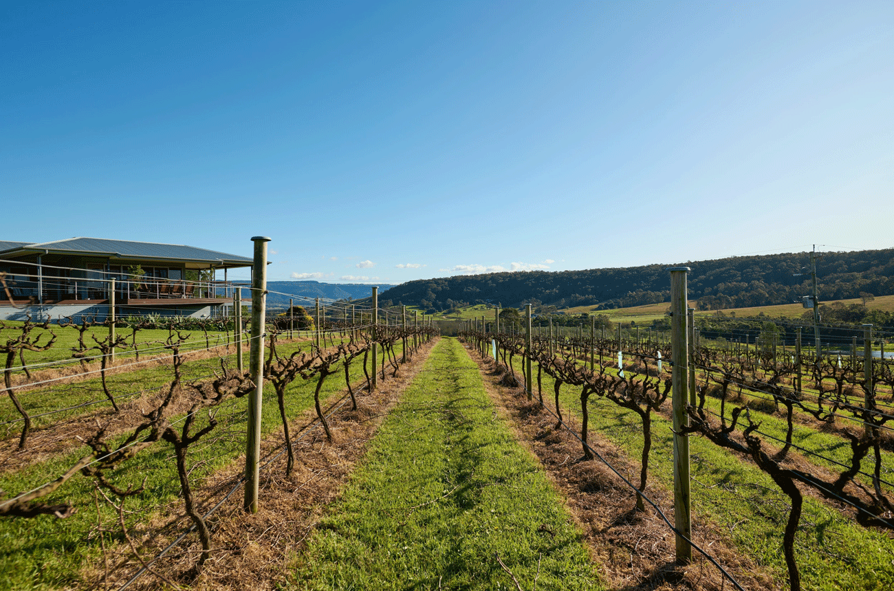 Vineyards at Two Figs Winery