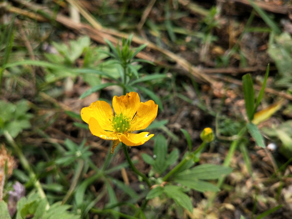 We like the Oppo RX17 Neo&rsquo;s color reproduction here. It&rsquo;s vivid but natural-looking. Image credit: TechRadar