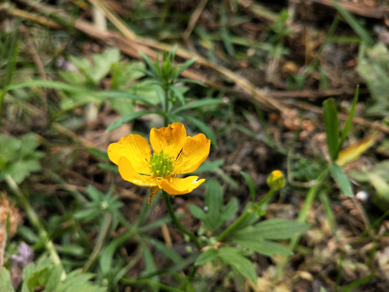 We like the Oppo RX17 Neo&rsquo;s color reproduction here. It&rsquo;s vivid but natural-looking. Image credit: TechRadar