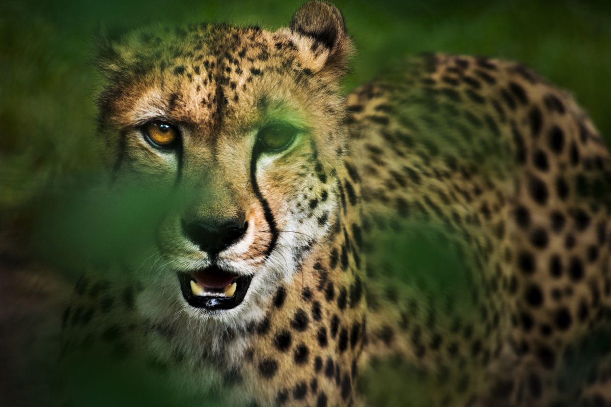 A cheetah obscured by foliage while stalking prey