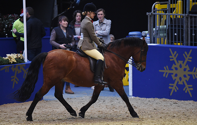 Marleydenes Nashaal (117), exhibited by Lucinda Stapleton for the owner Lucinda Stapleton; during the BSPS Ridden M&amp;amp;M Championship at the Olympia International Horse Show at Olympia, London, UK; on 19 th December 2016