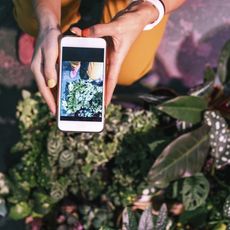 Hands taking a photo of plants with a smartphone