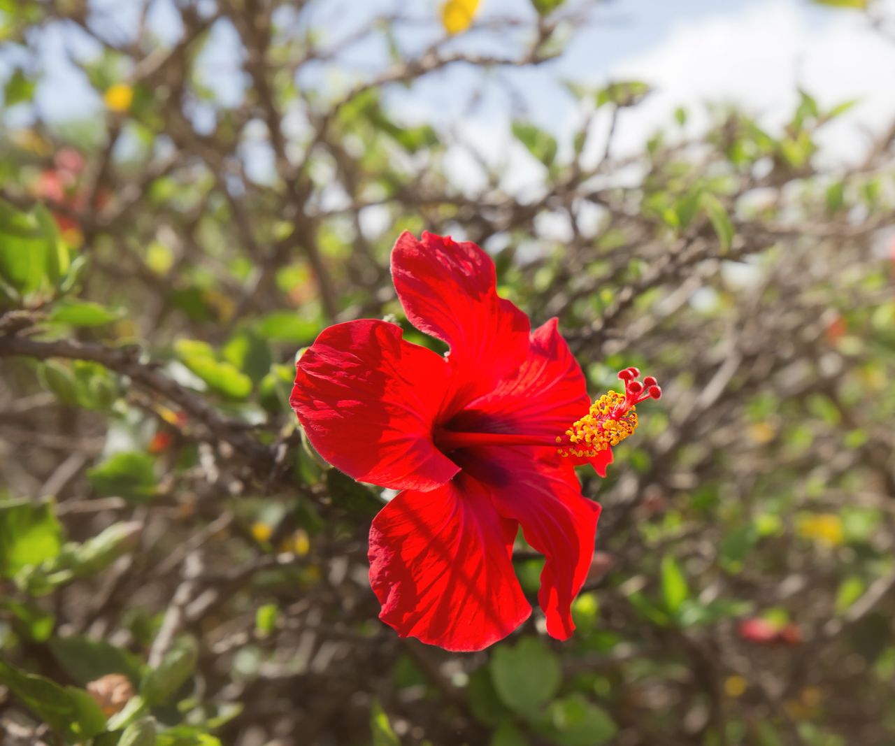 How to grow hardy hibiscus in pots expert advice Homes & Gardens