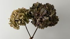 Dried hydrangea blooms