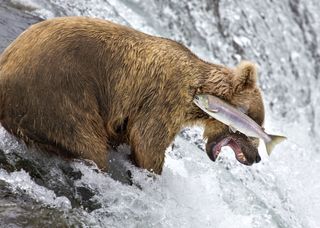 bear missing salmon