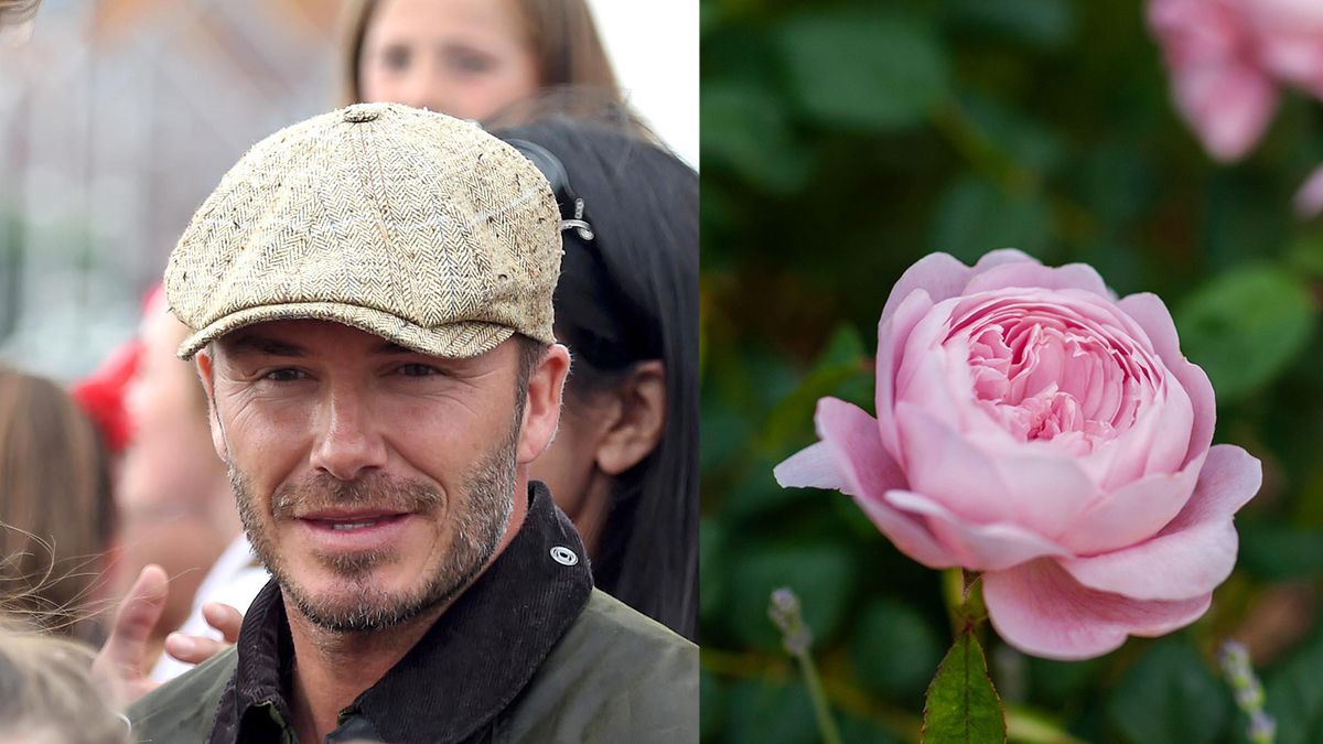 Image showing closeup of David beckham next to a close up the rose variety Queen of Sweden