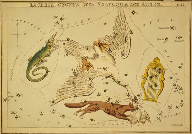 An 1825 etching shows the constellation Cygnus the swan.