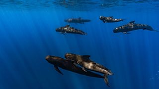 A group of long-finned pilot whales swims underwater in the Mediterranean Sea.