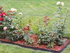 Rose Garden Bed