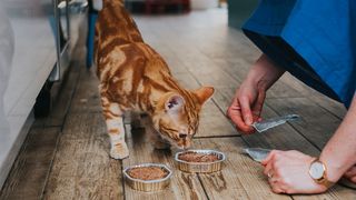 A ginger cat sniffing bowl of wet for