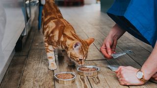 A ginger cat choosing the best cat food