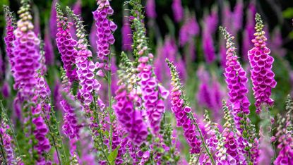 how to grow flowers from seeds such as foxgloves