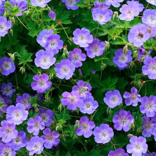 A purple geranium bush with flowers facing the camera, and surrounded by green leaves and foliage