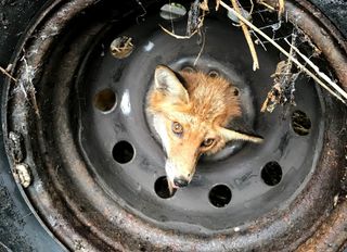 A fox is stuck in a tire.