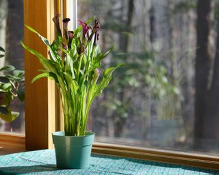 purple potted calla lily on windowsill