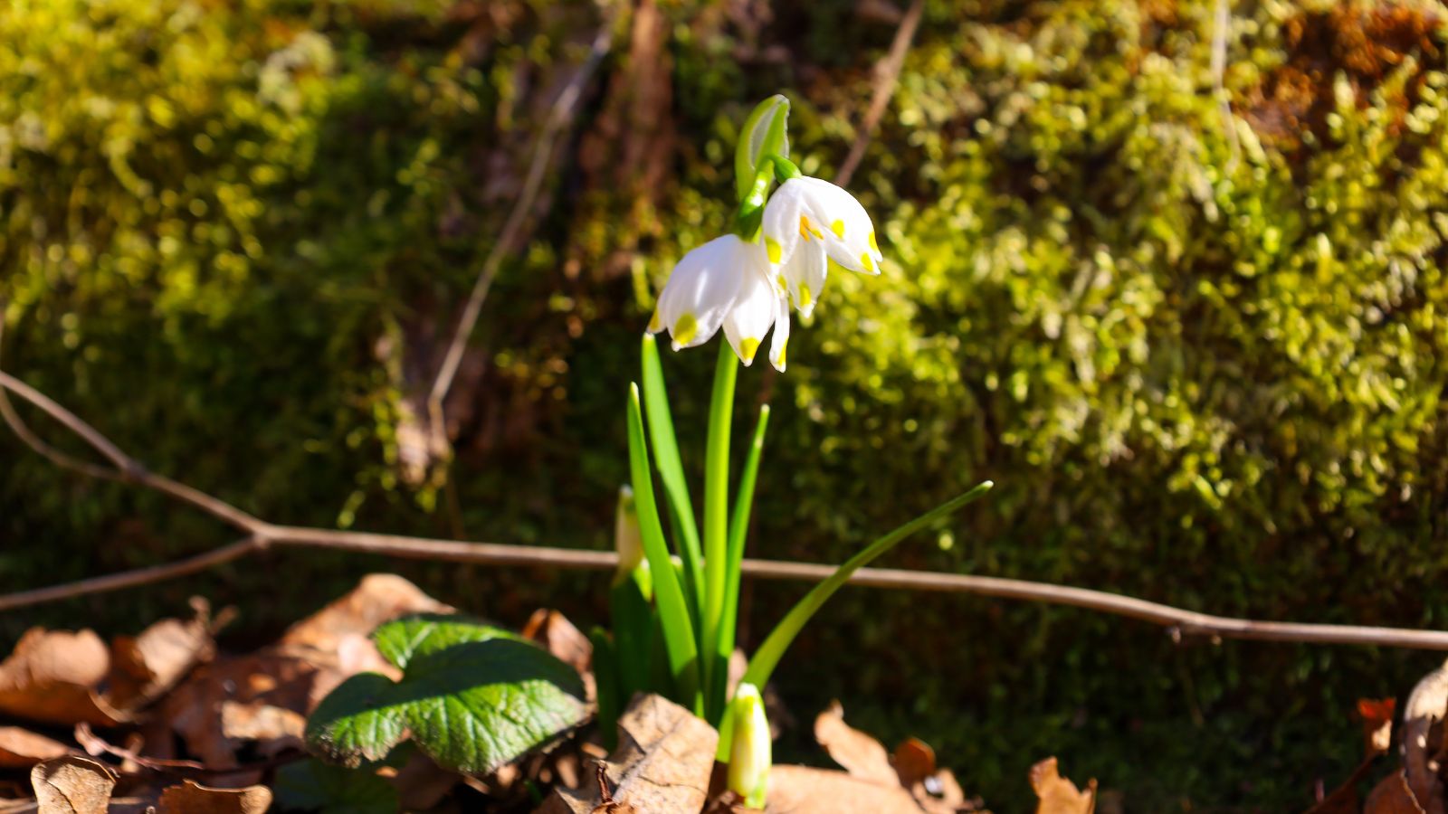 Close-up of two delicate white spring snowflake (Leucojum vernum) flowers growing among fallen leaves and green moss. The flowers have distinctive yellow markings on the tips of their petals.