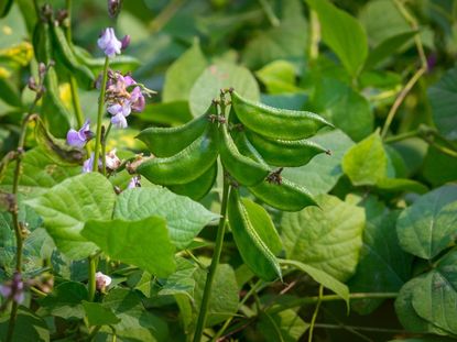 Does Hyacinth Bean Need Pruning - How To Prune A Hyacinth Bean Vine ...