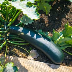 Growing courgette