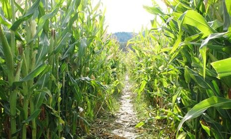 Corn maze