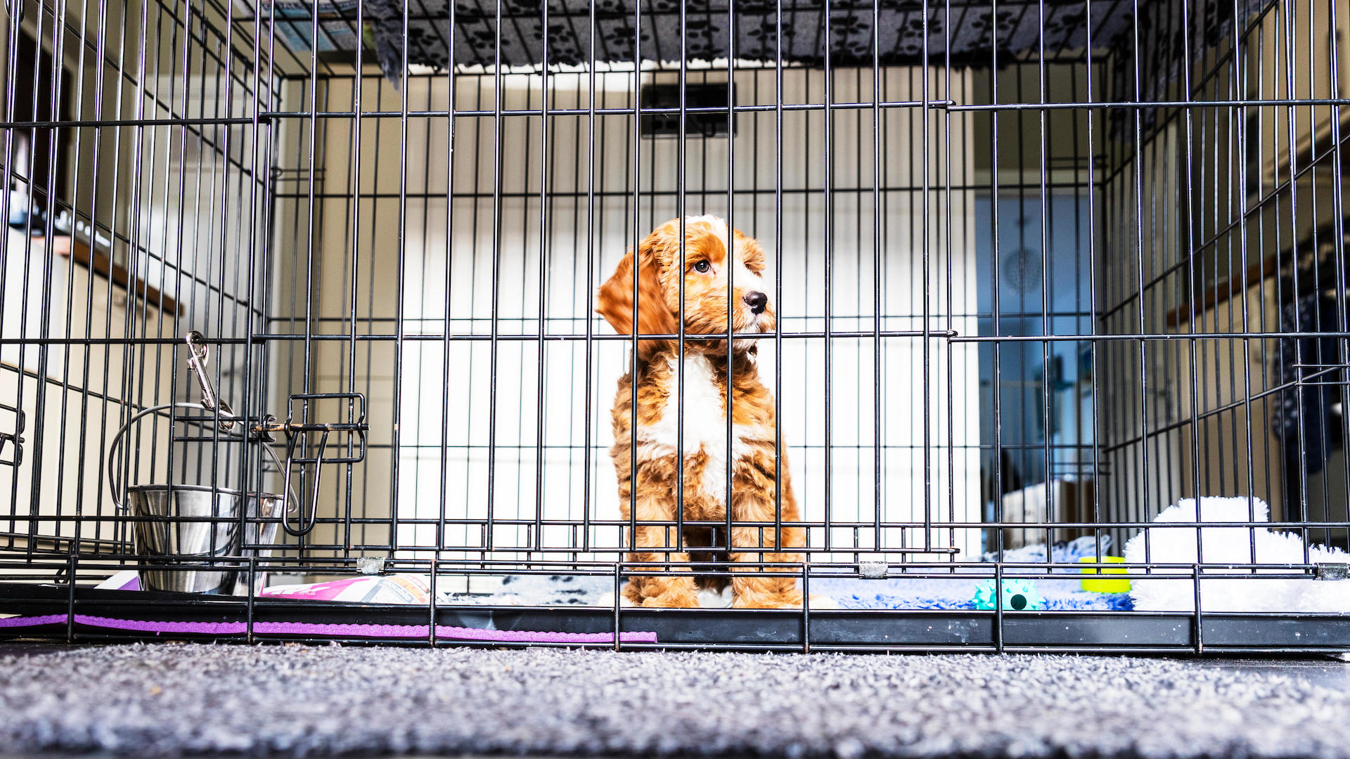Puppy locked in crate