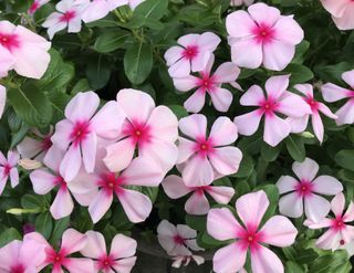 Pink Periwinkles are easy flowers to grow