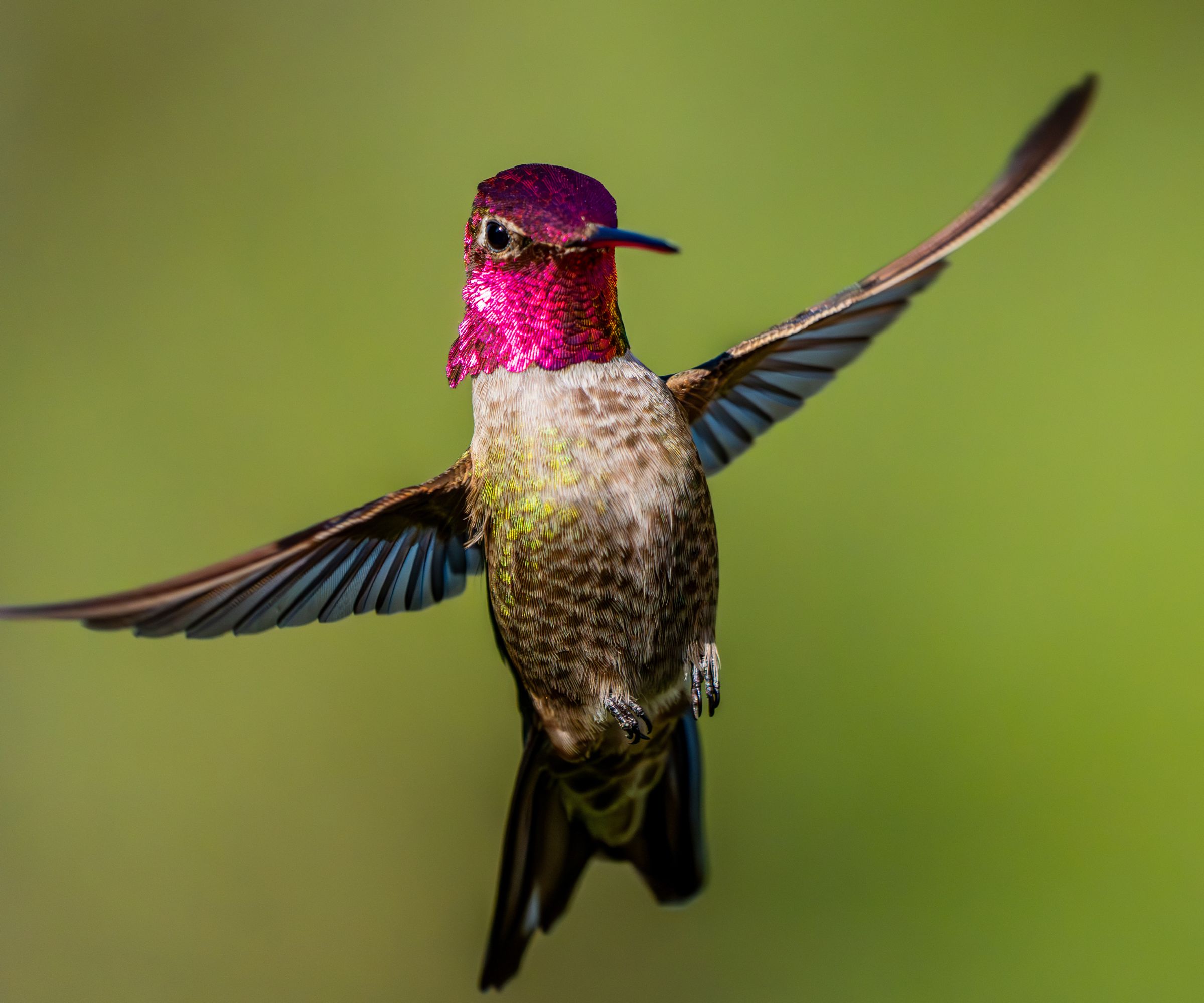 Anna's Hummingbird in flight