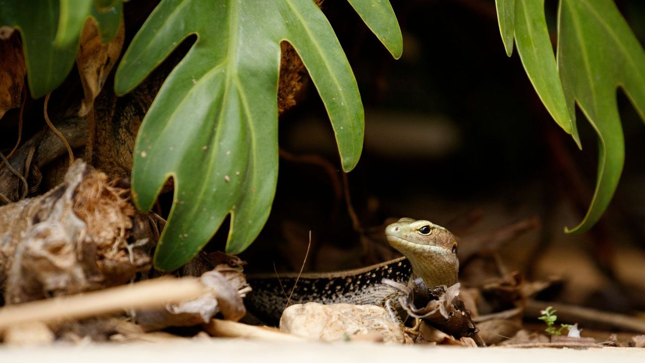 Lizard under a leaf- how to catch a lizard