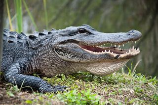 American alligator in the Everglades