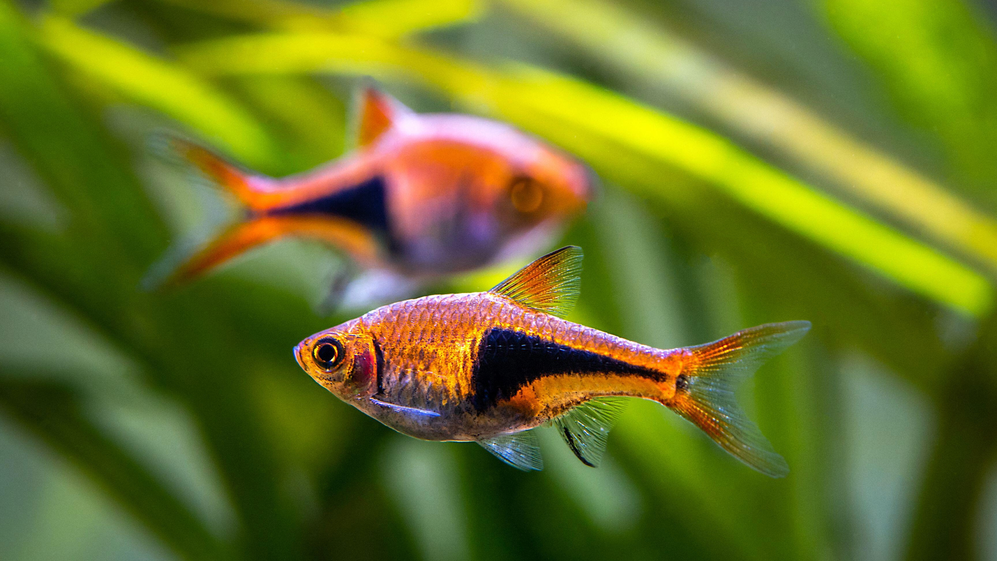 Harlequin rasbora