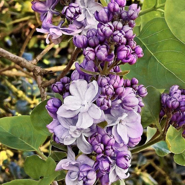 Scentara&amp;reg; Double Blue Lilac