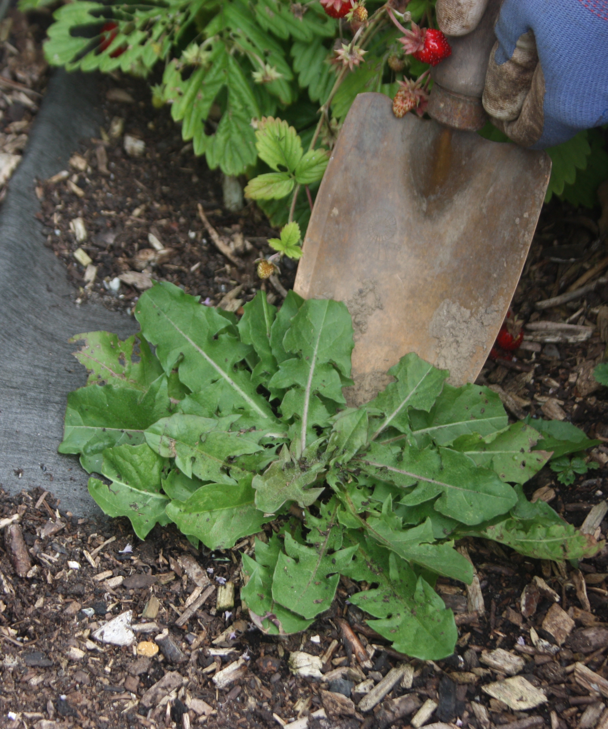 A gardener removing a dandelion from the garden with a trowel