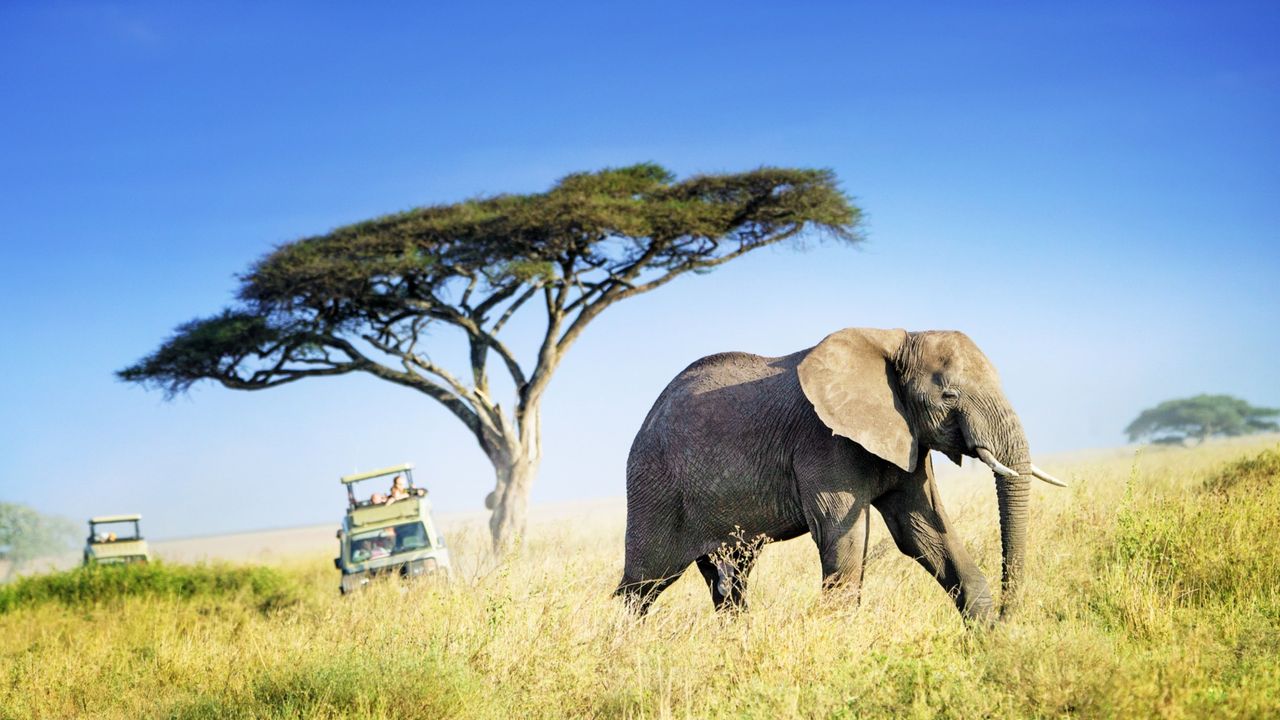 Tourists in safari vehicles watch a large elephant cross the Serengeti plains