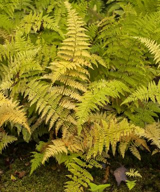 ferns turning yellow in the fall