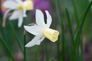 NARCISSUS SAILBOAT Small narcissus with white swept back petals and a yellow cup