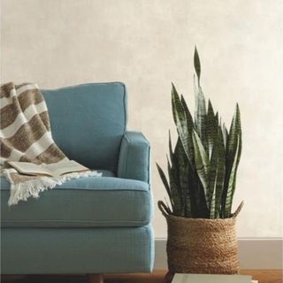 Plaster finish wallpaper behind a couch and a house plant