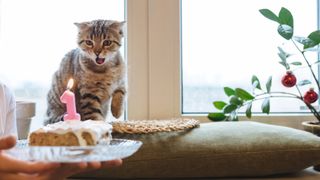 Tabby cat blowing out candles on first birthday cake