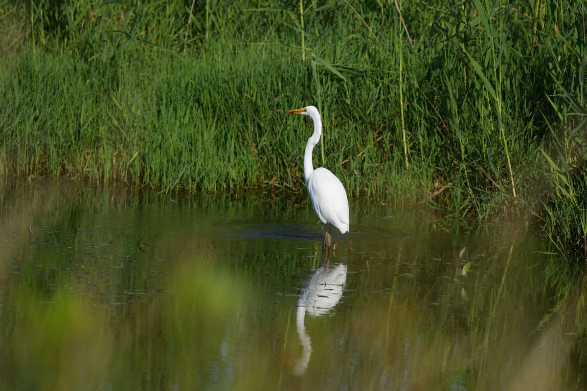 Image samples from the Sony 400mm f/4.5 GM OSS and the Sony A7 V