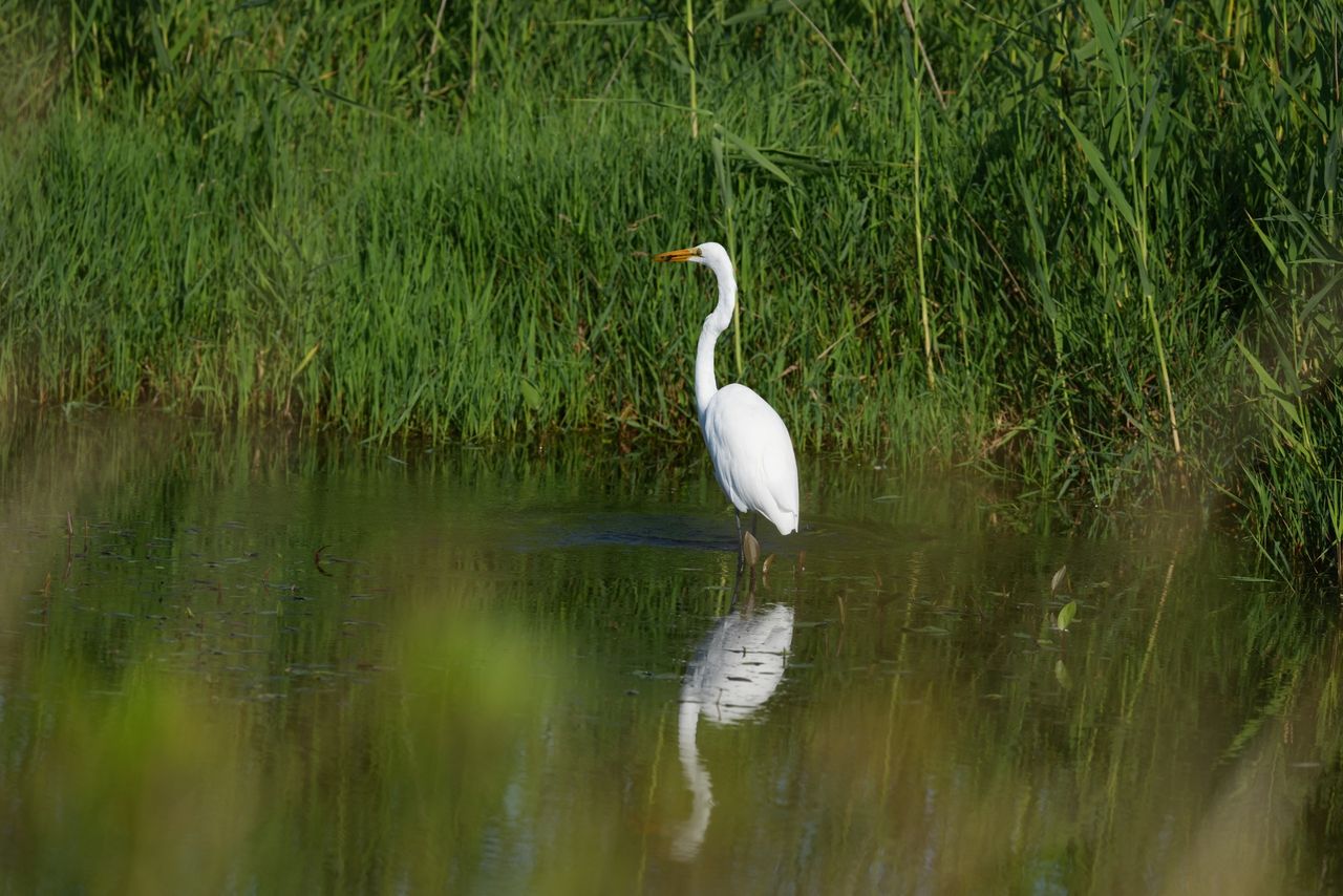 Image samples from the Sony 400mm f/4.5 GM OSS and the Sony A7 V