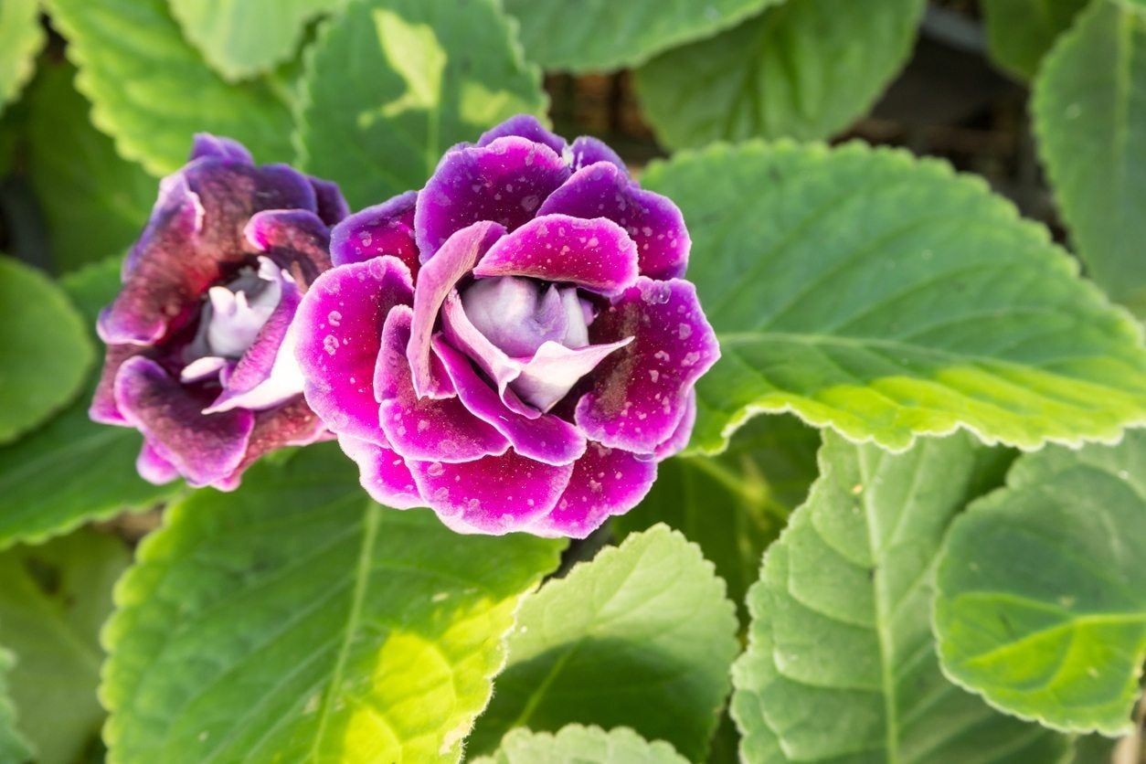 gloxinia